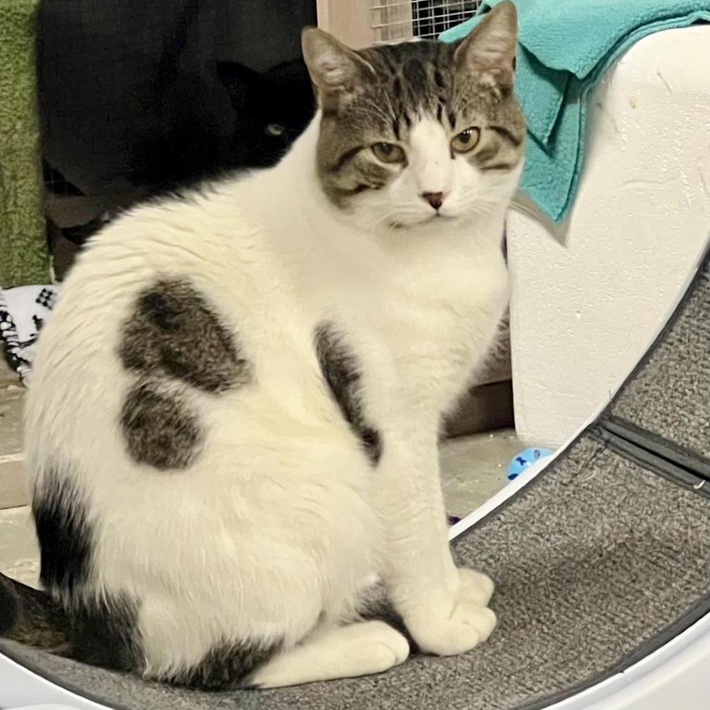 Bronco, Adoptable, Adult Male Domestic Short Hair & Domestic Short Hair.