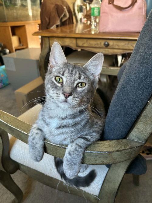 Enlarge Remi, a Adoptable Tabby in Mount Royal, NJ image 1/1