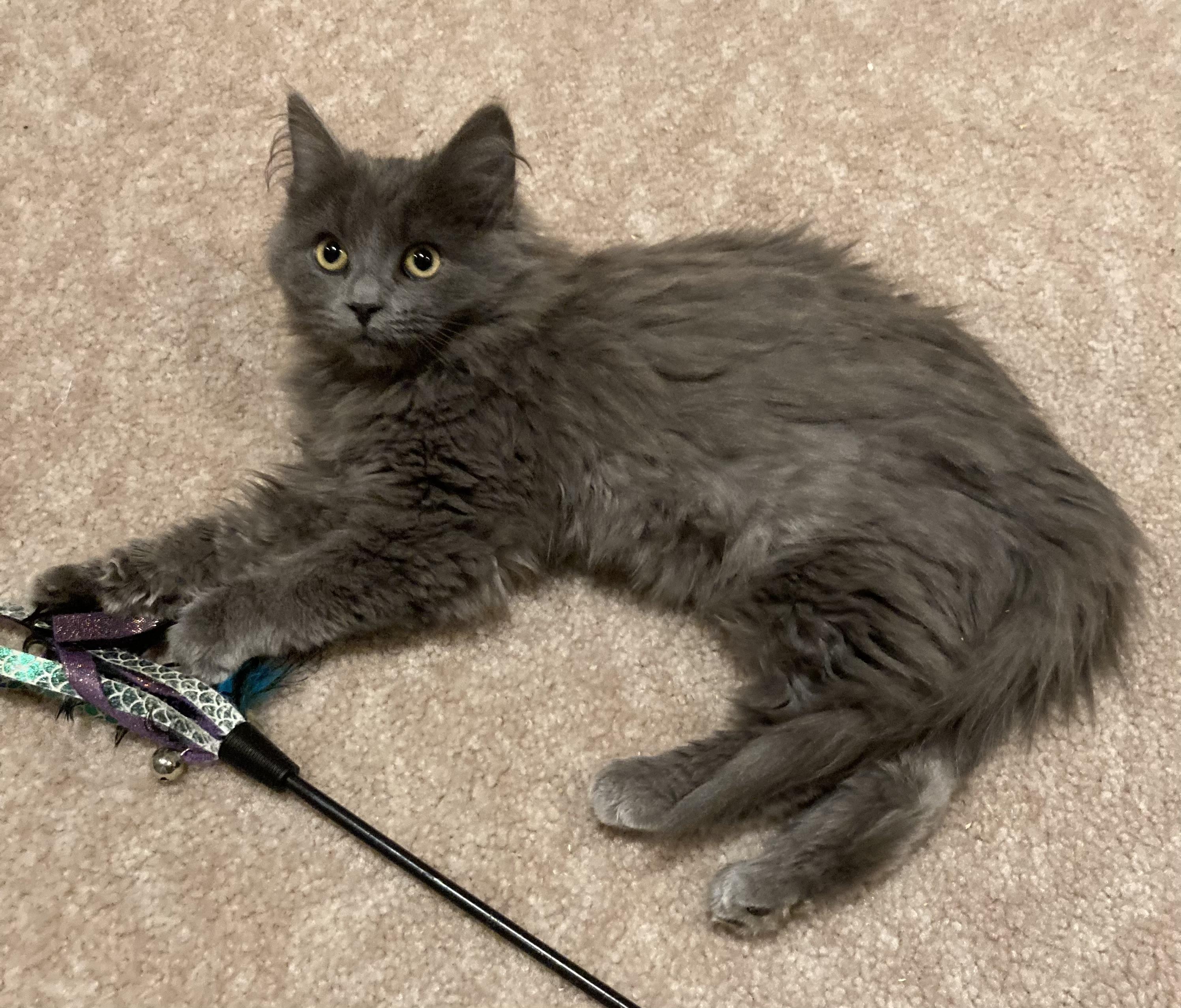 Enlarge Melody, an adopted Domestic Long Hair in Canal Fulton, OH image 5/5