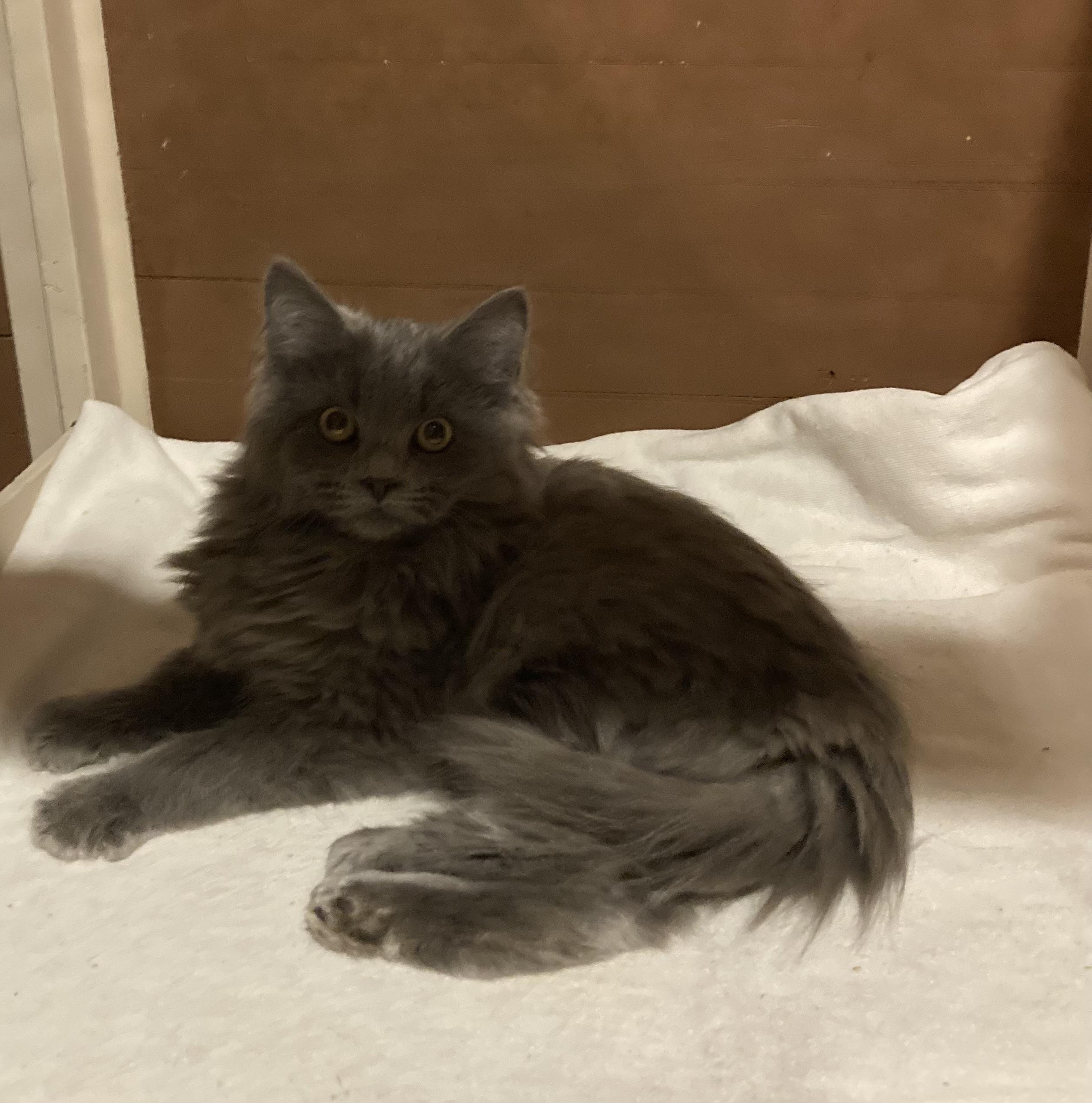 Enlarge Melody, an adopted Domestic Long Hair in Canal Fulton, OH image 3/5