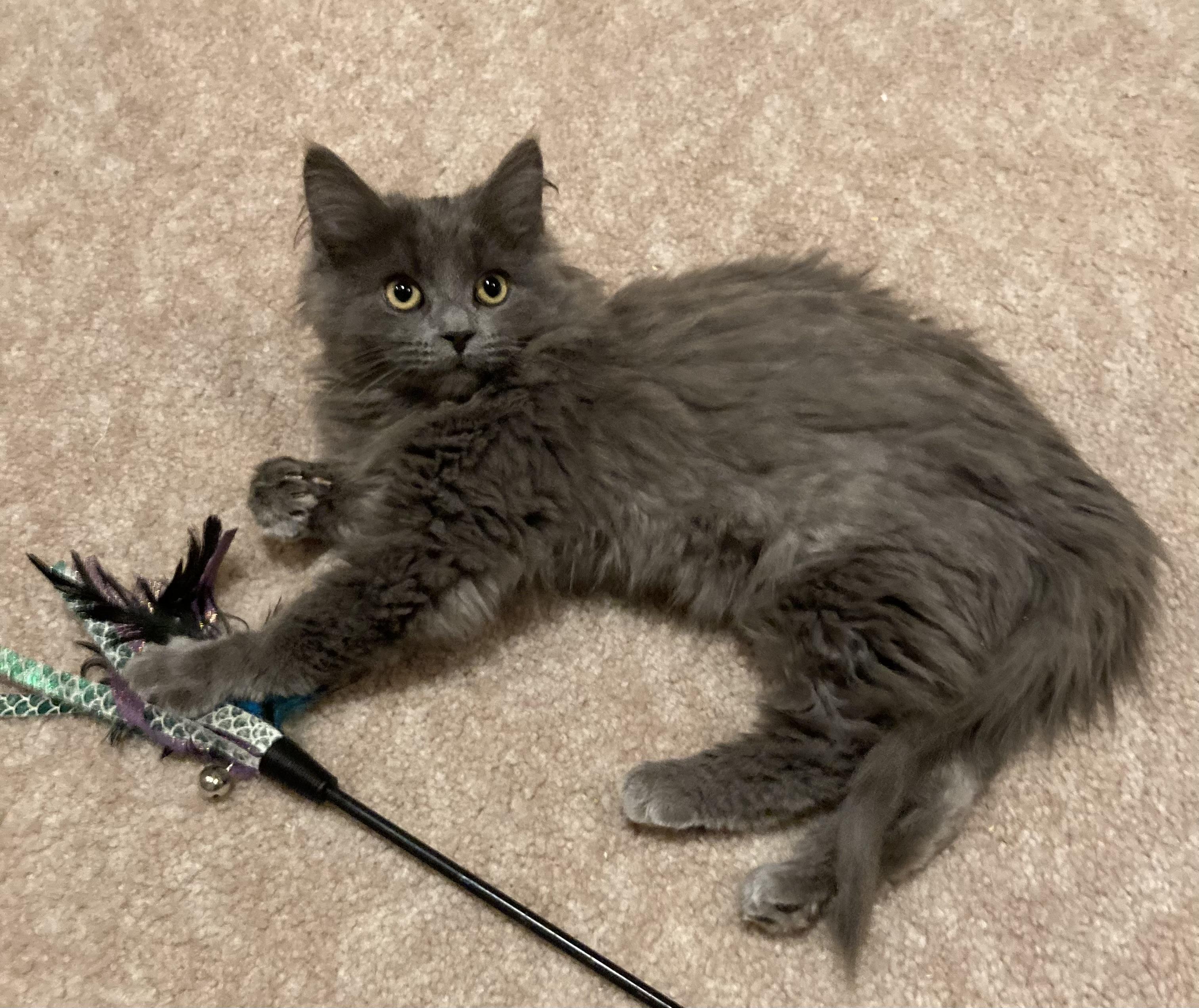 Enlarge Melody, an adopted Domestic Long Hair in Canal Fulton, OH image 1/5