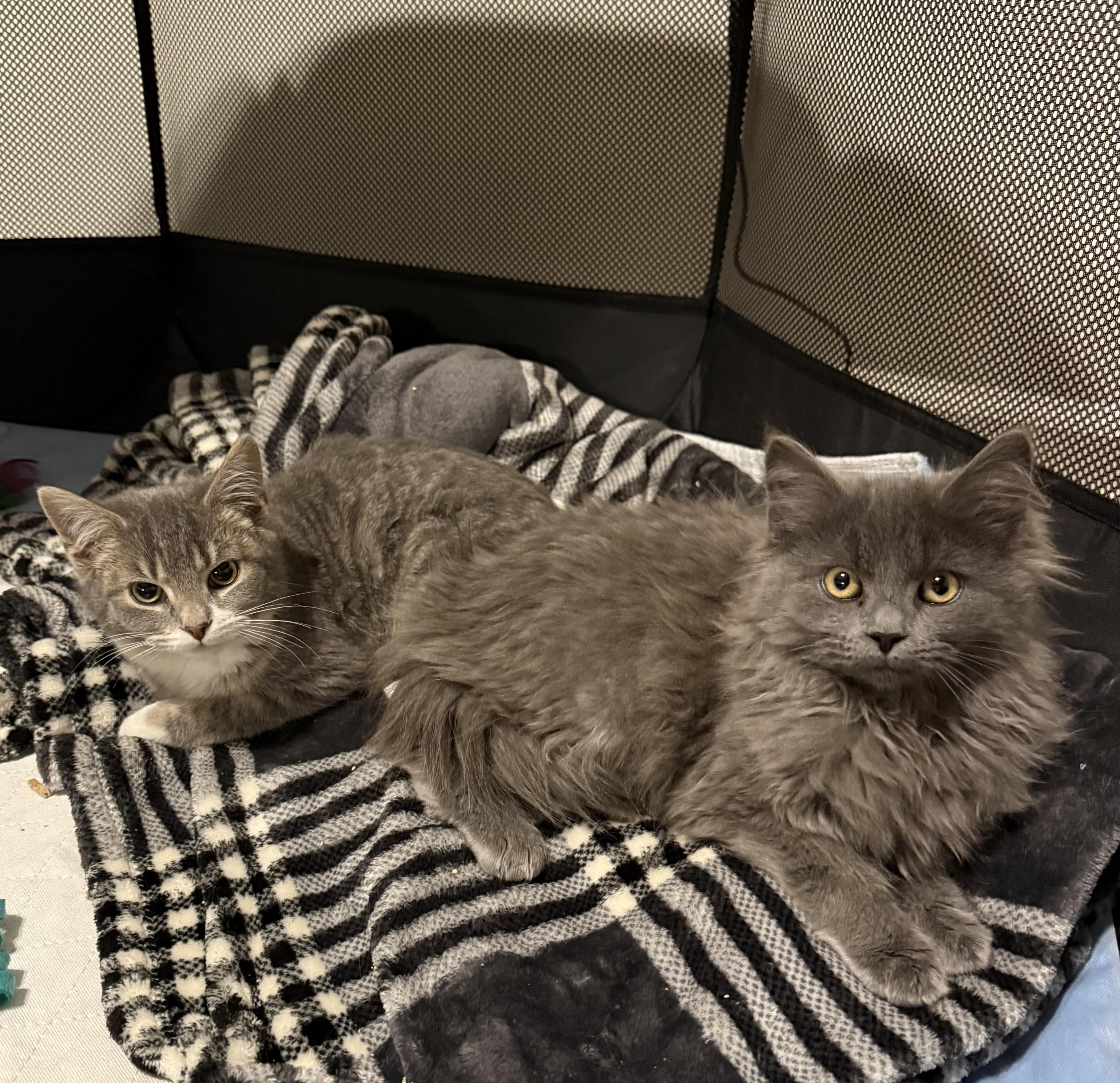 Enlarge Melody, an adopted Domestic Long Hair in Canal Fulton, OH image 2/5