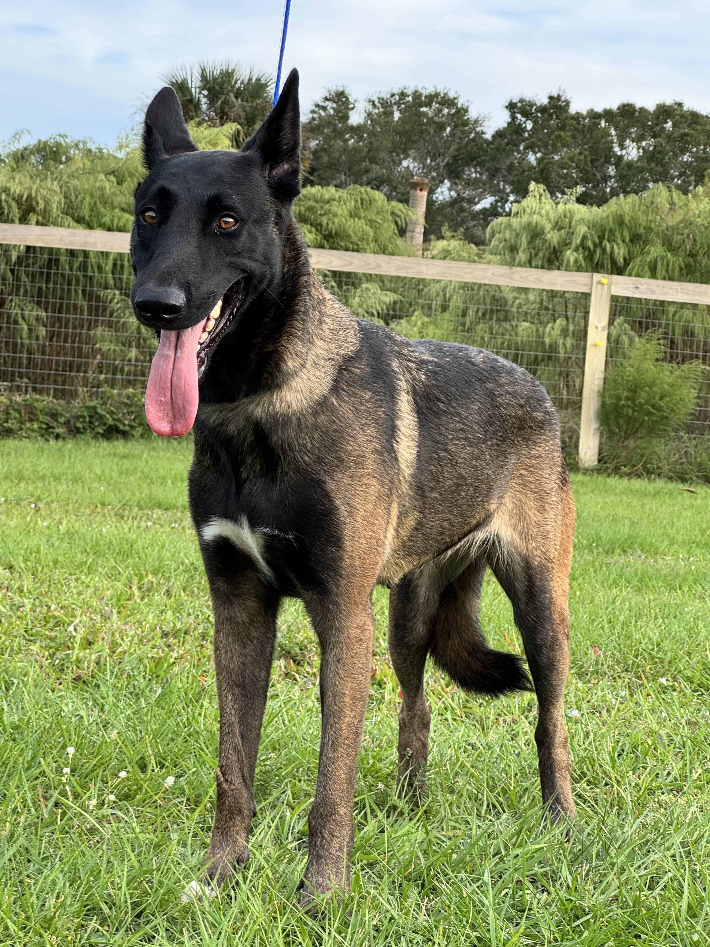 Star, adopted, Young Female Belgian Shepherd / Malinois.