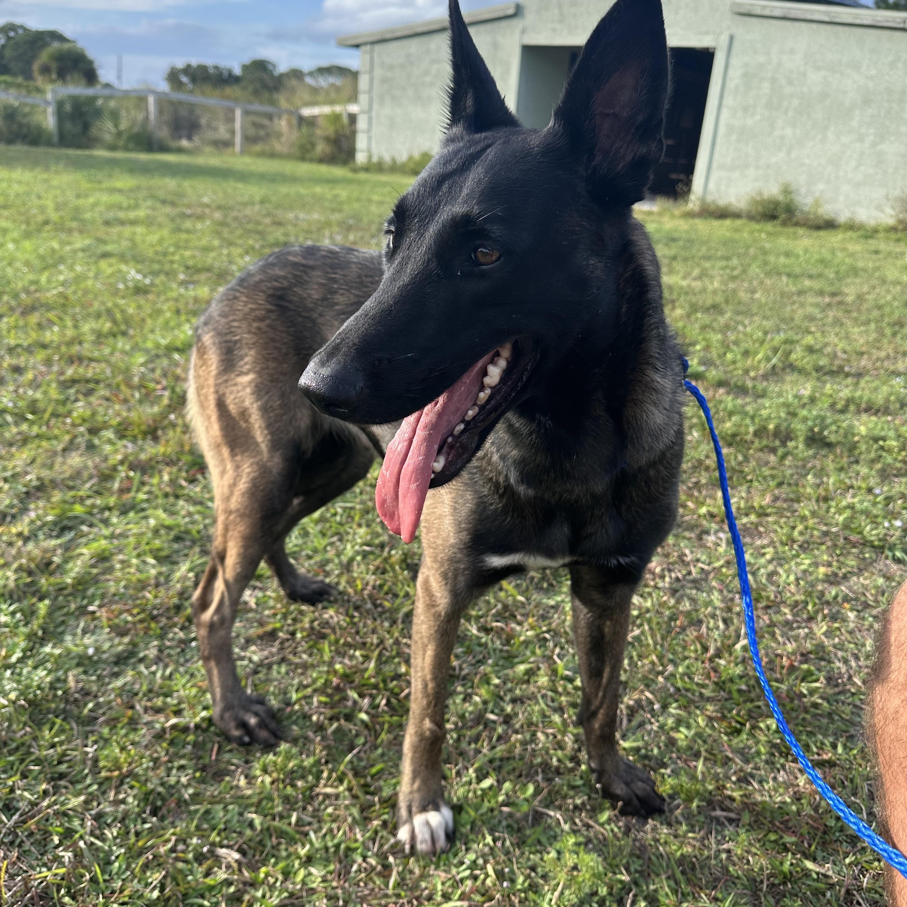 Enlarge Star, an adopted Belgian Shepherd / Malinois in Port Saint Lucie, FL image 5/5
