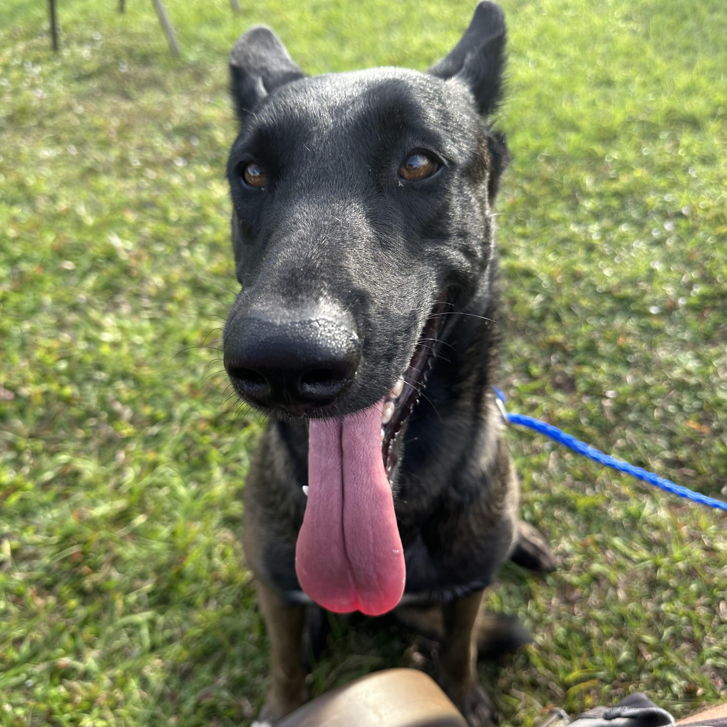 Enlarge Star, an adopted Belgian Shepherd / Malinois in Port Saint Lucie, FL image 4/5