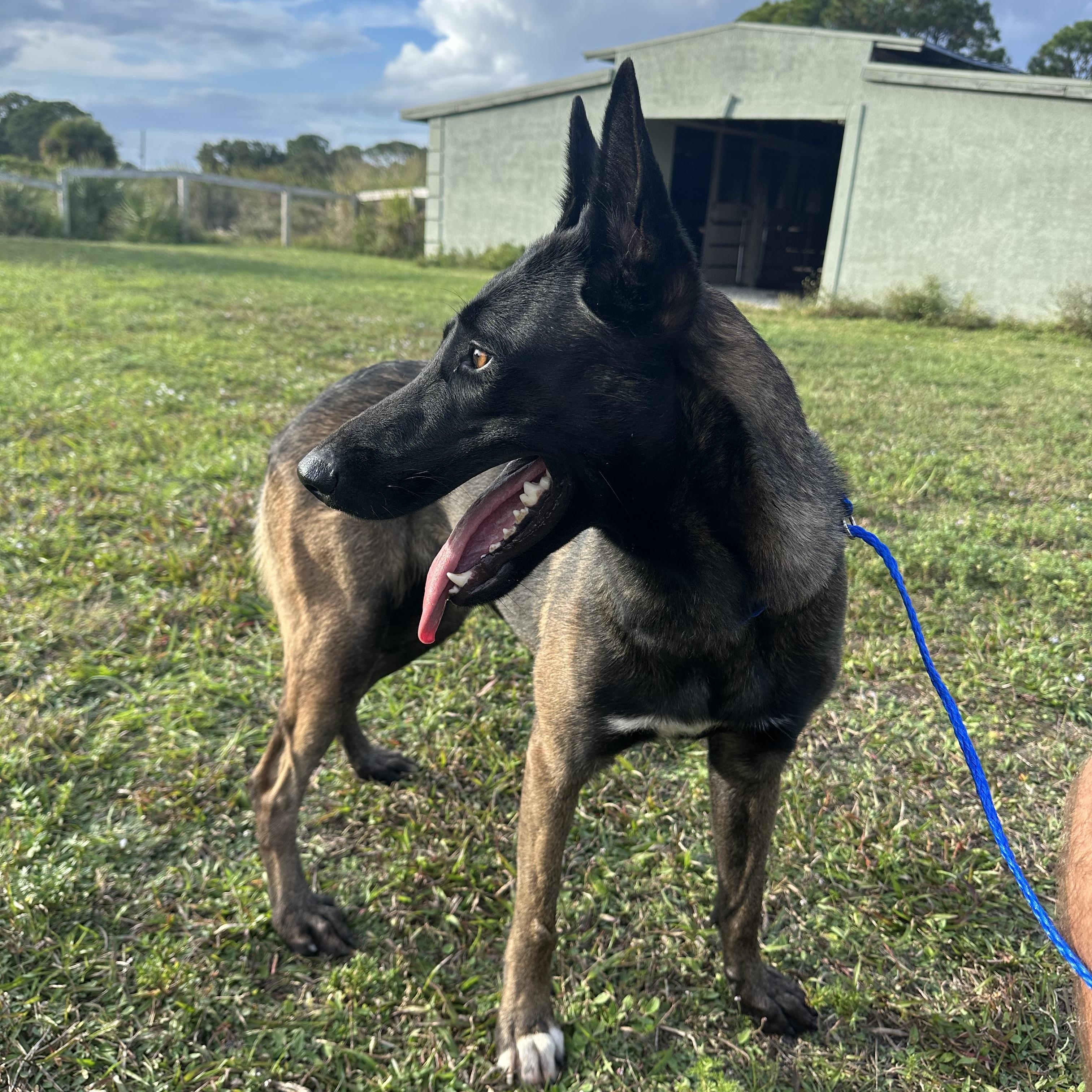 Enlarge Star, an adopted Belgian Shepherd / Malinois in Port Saint Lucie, FL image 2/5
