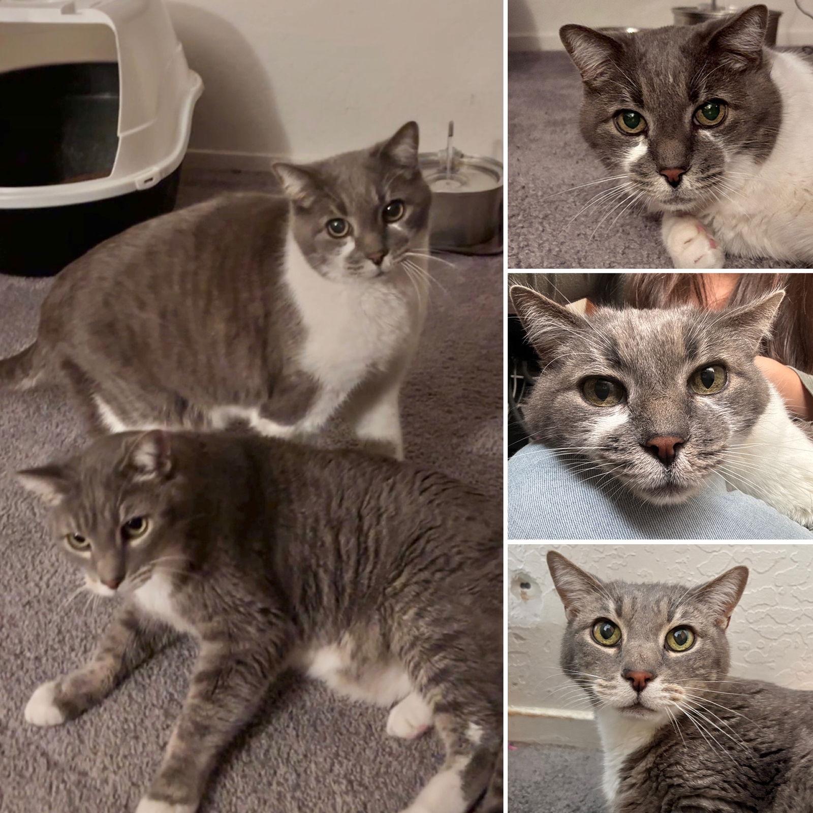 Tom & Jerry, Adoptable, Senior Male Domestic Short Hair.