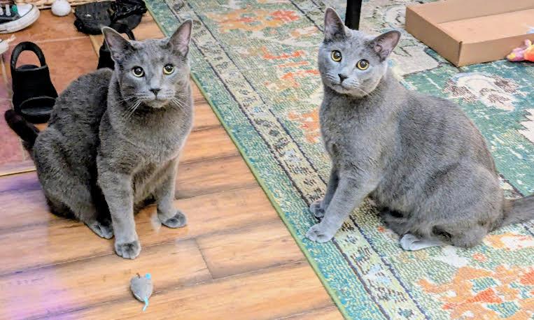Cecil & Eli, Adoptable, Adult Male Domestic Short Hair.