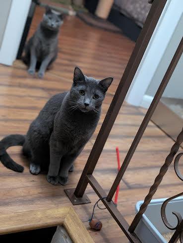 Cecil & Eli, a Adoptable Domestic Short Hair in Rochester, NY image 2/3