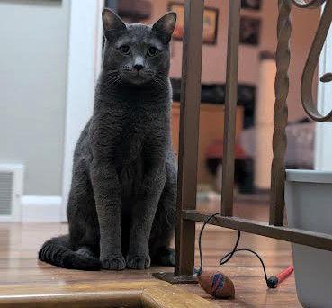 Cecil & Eli, a Adoptable Domestic Short Hair in Rochester, NY image 3/3