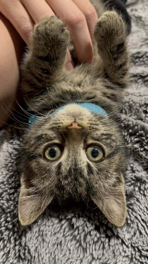 Biscuit, Adoptable, Kitten Male Domestic Medium Hair.