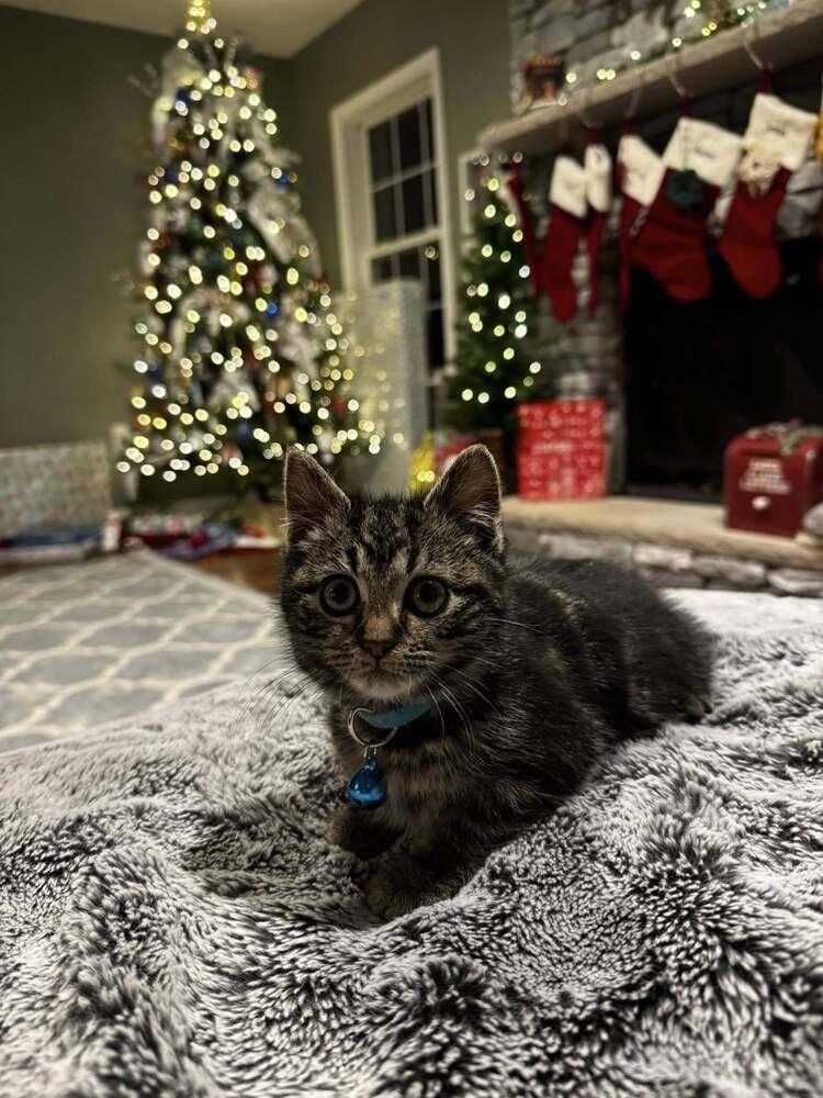 Enlarge Biscuit, a Adoptable mixed breed in Woodbridge, VA image 2/2