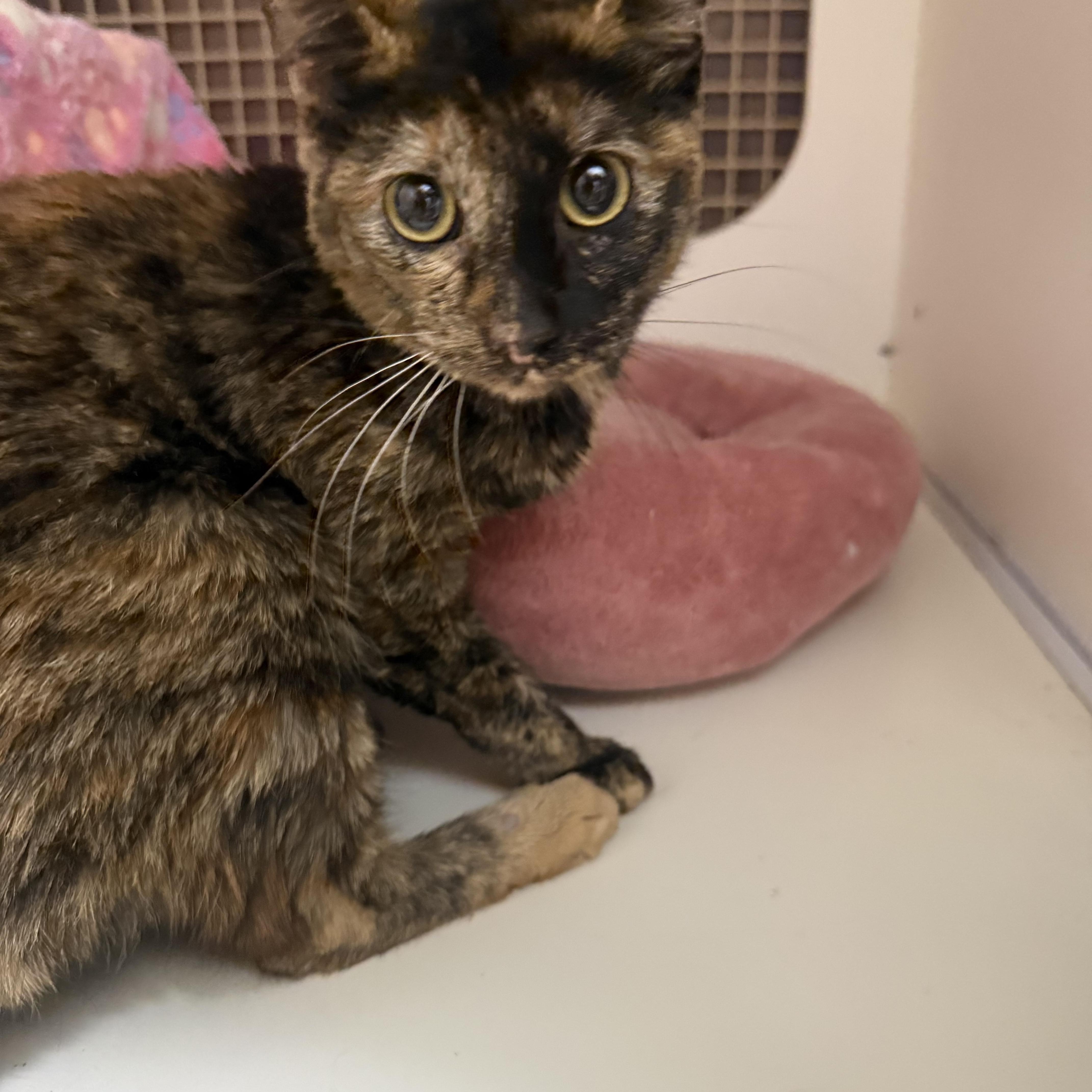 Sleigh Ride, ADOPTABLE, Young Female Tortoiseshell.