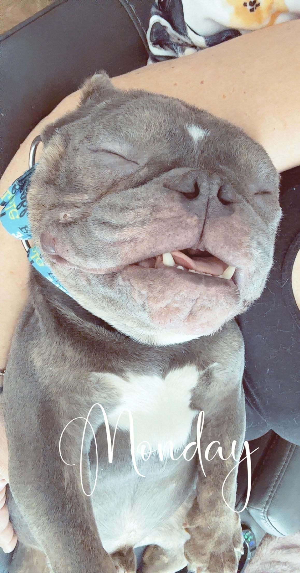 Willy , an adopted mixed breed in North Freedom, WI image 4/4