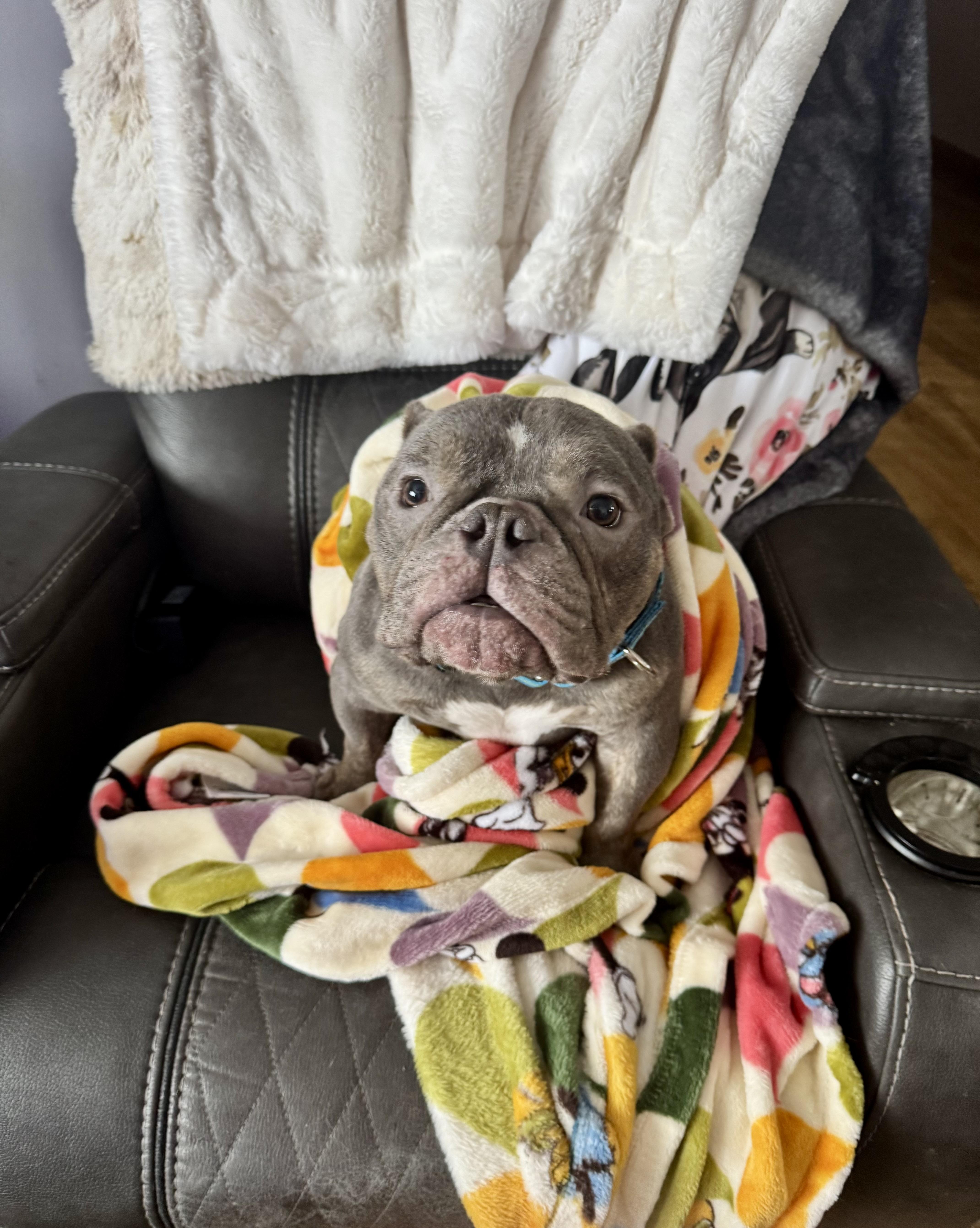 Willy , an adopted mixed breed in North Freedom, WI image 3/4