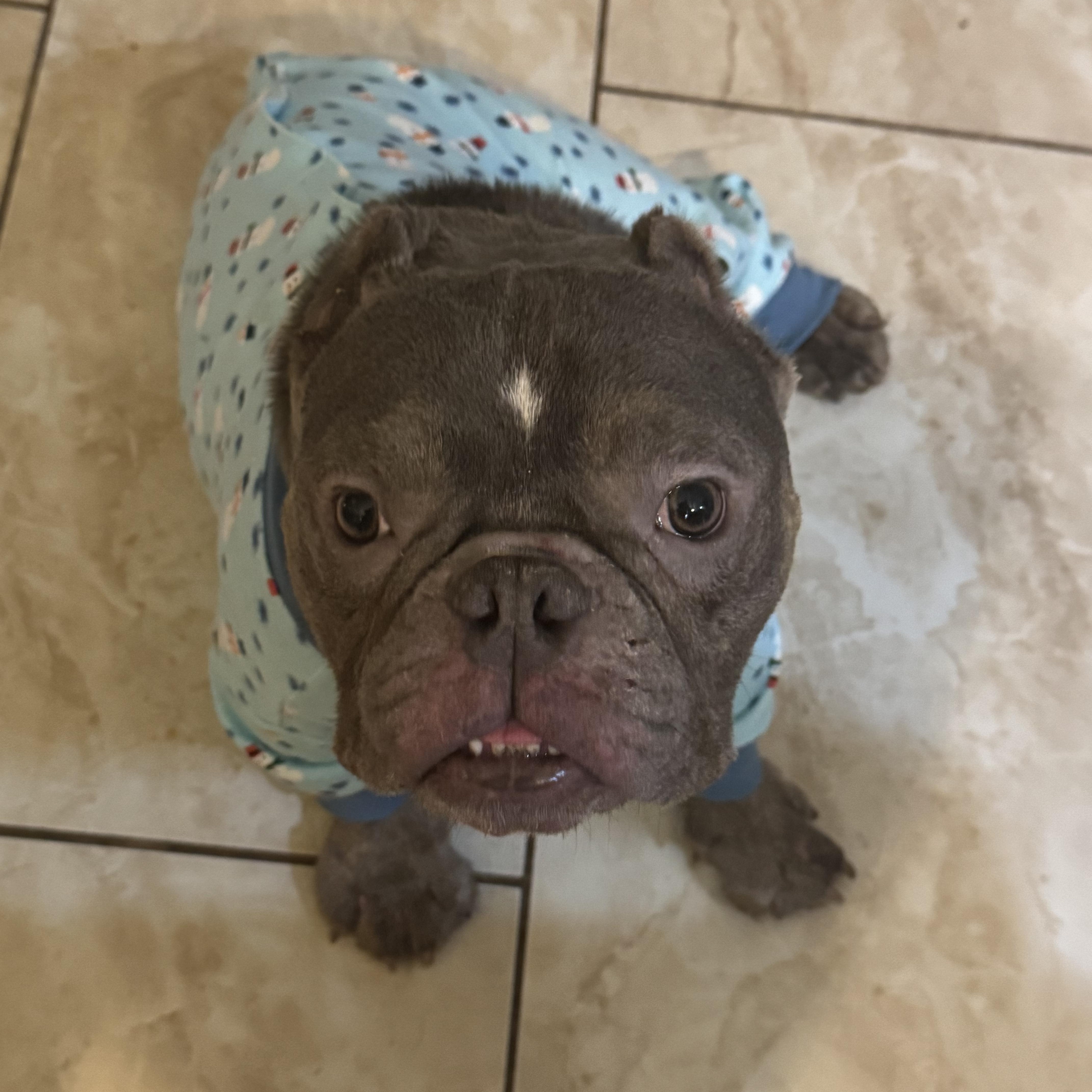 Willy , an adopted mixed breed in North Freedom, WI image 2/4