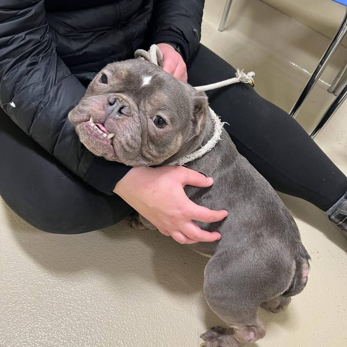 Willy , an adopted mixed breed in North Freedom, WI image 1/4