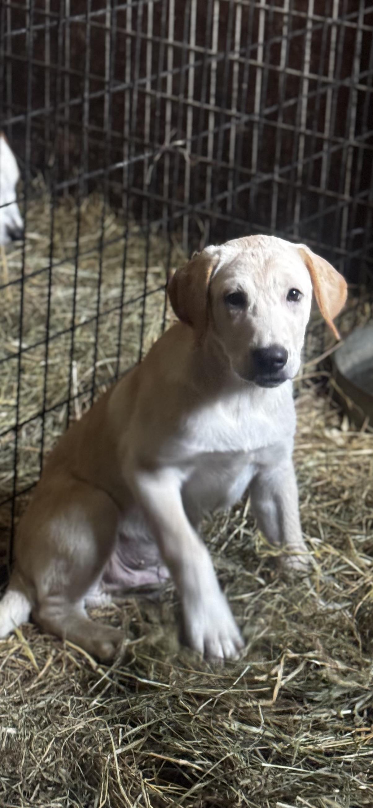 Enlarge Sampson, a Adoptable mixed breed in St Peters , MO image 1/3