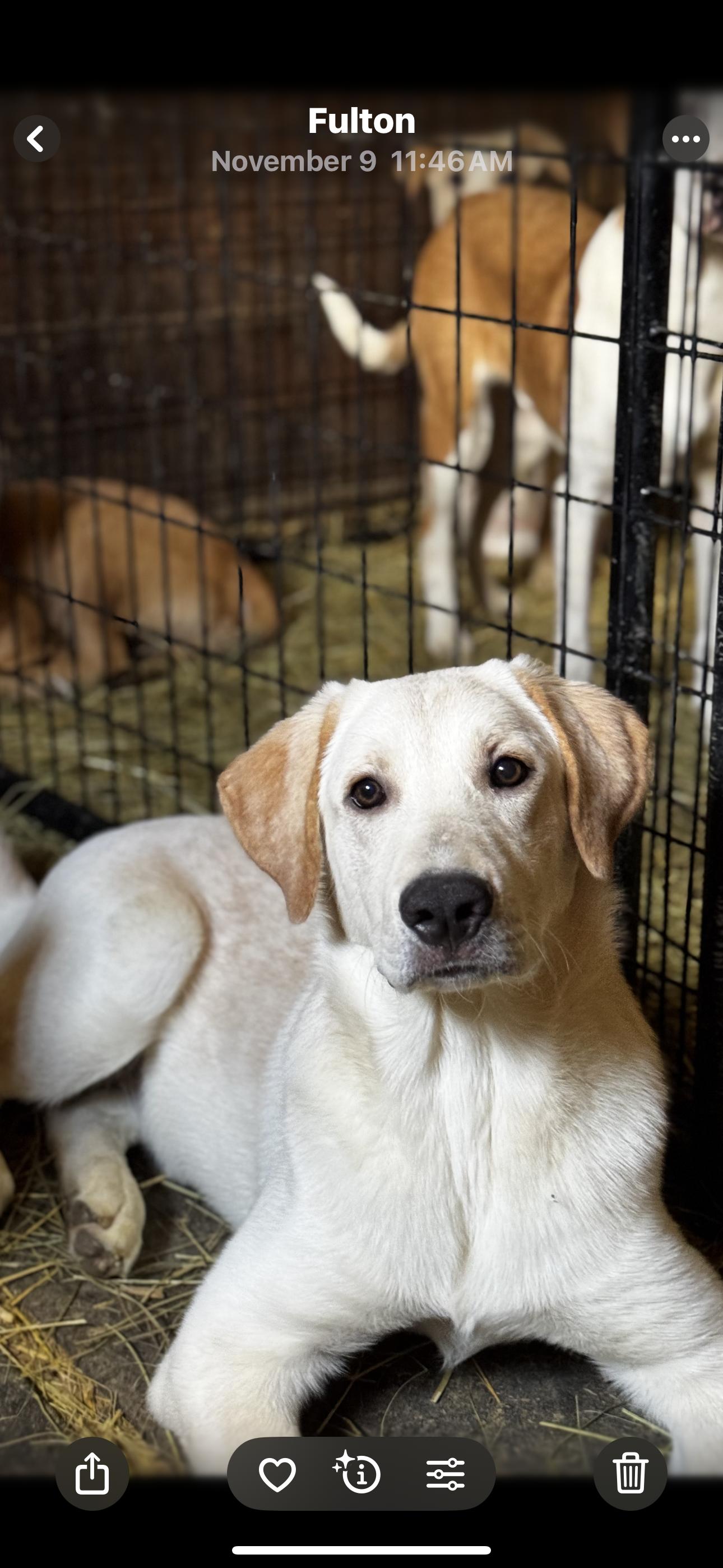 Enlarge Sampson, a Adoptable mixed breed in St Peters , MO image 3/3