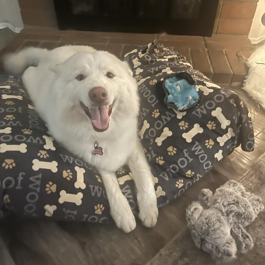 Enlarge Princess, a Adoptable Mixed Breed in Los Angeles, CA image 1/6