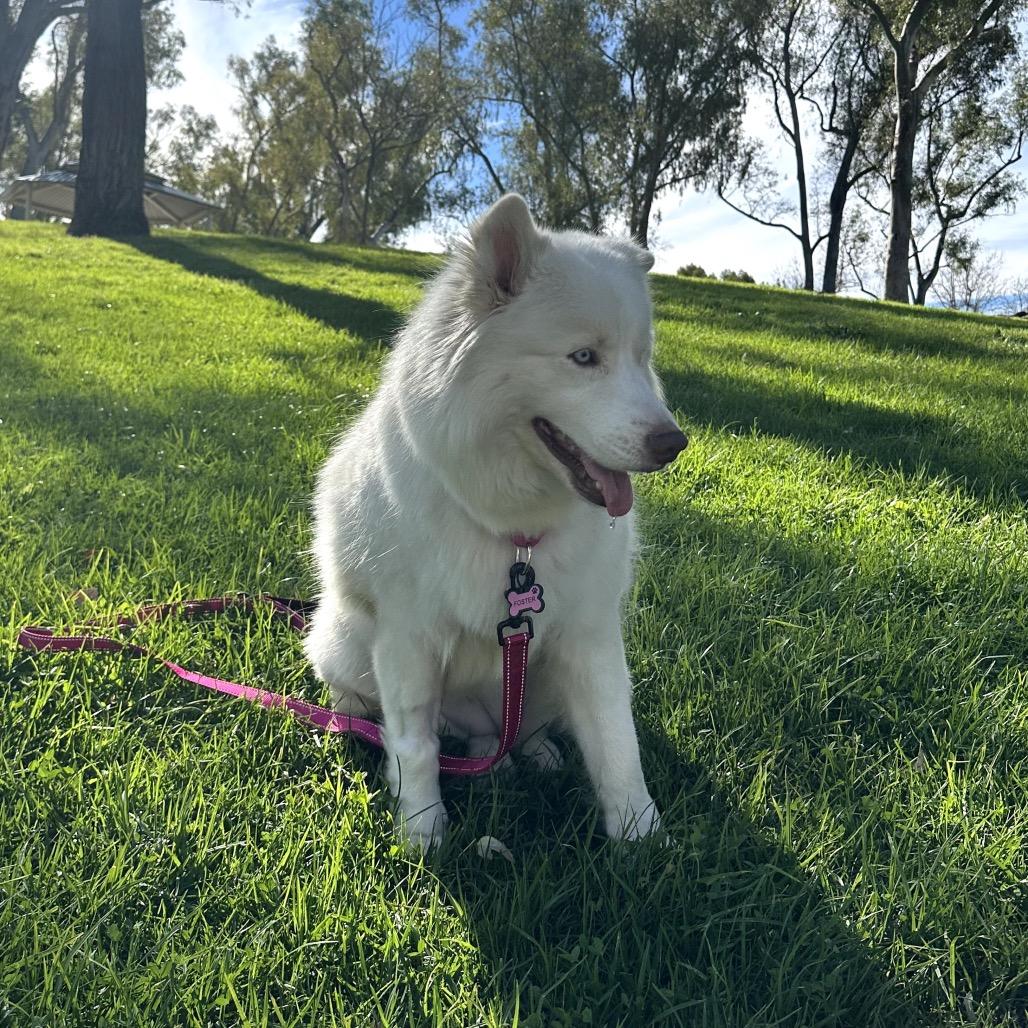 Enlarge Princess, a Adoptable Mixed Breed in Los Angeles, CA image 2/6