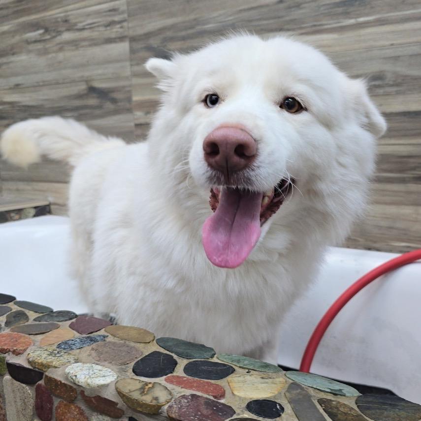 Enlarge Princess, a Adoptable Mixed Breed in Los Angeles, CA image 3/6