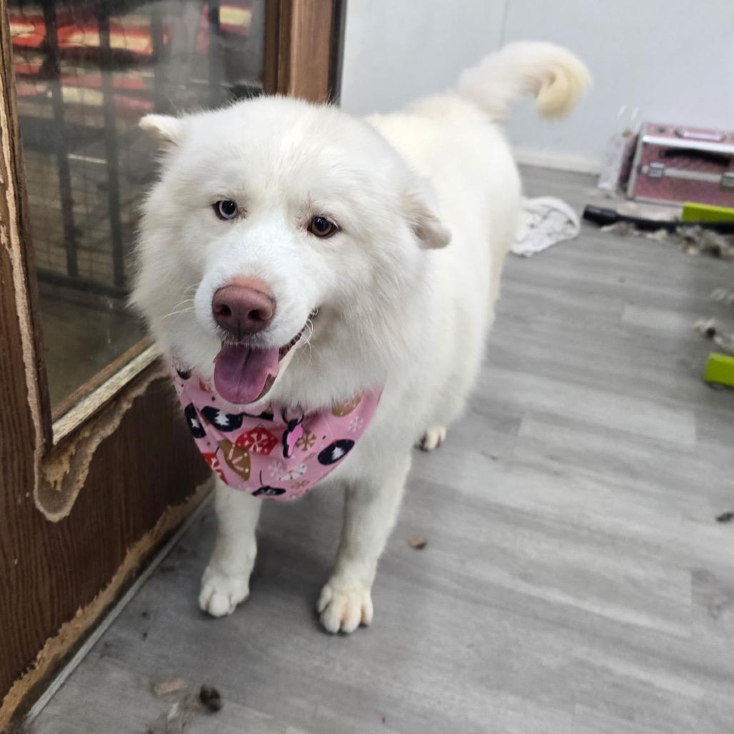 Enlarge Princess, a Adoptable Mixed Breed in Los Angeles, CA image 4/6