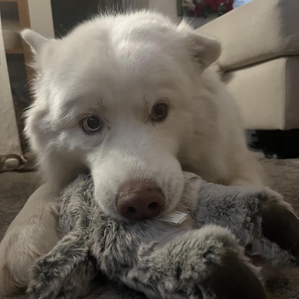 Enlarge Princess, a Adoptable Mixed Breed in Los Angeles, CA image 5/6