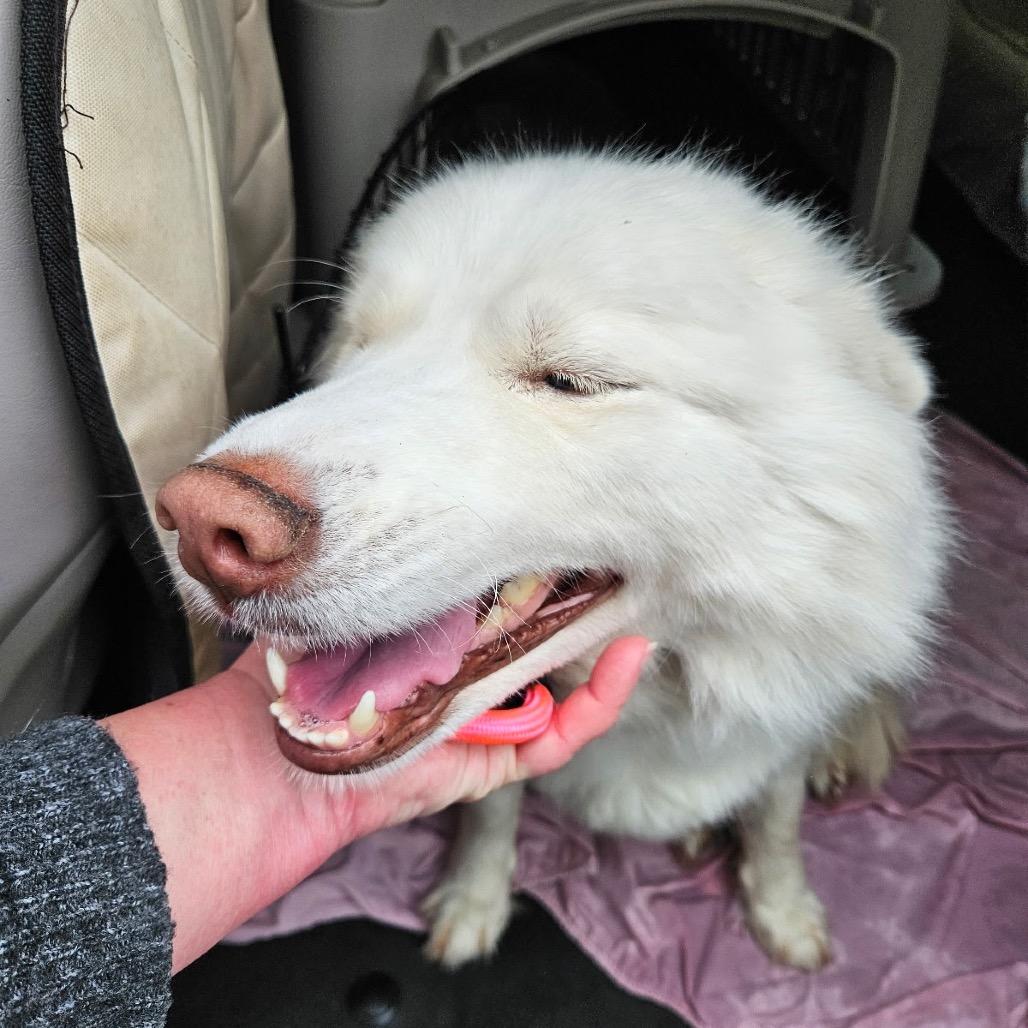 Enlarge Princess, a Adoptable Mixed Breed in Los Angeles, CA image 6/6