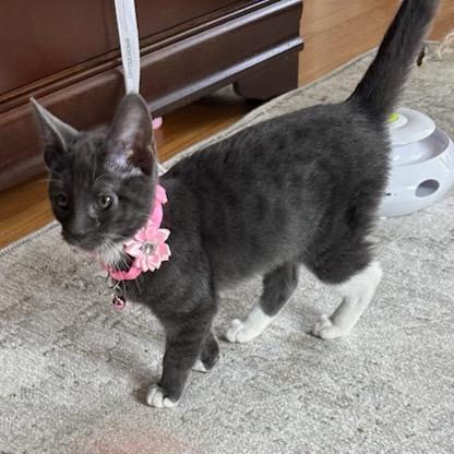 Jordan, Adoptable, Kitten Female Domestic Short Hair.