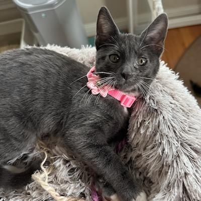 Enlarge Jordan, a Adoptable Domestic Short Hair in Houston, TX image 2/5