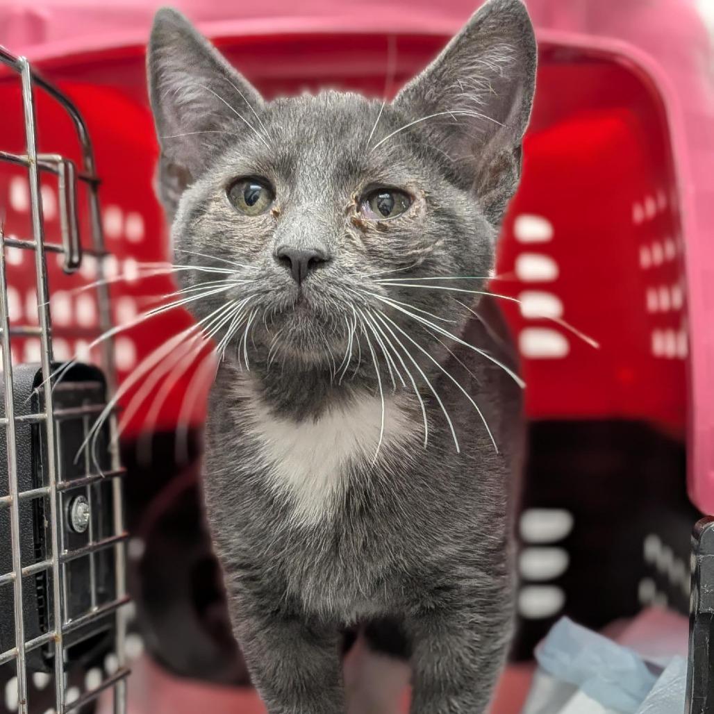 Enlarge Jordan, a Adoptable Domestic Short Hair in Houston, TX image 3/5