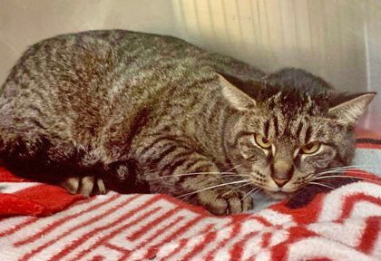 Delilah, Adoptable, Adult Female Domestic Short Hair.