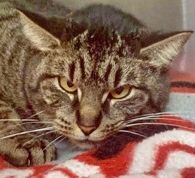 Delilah, a Adoptable mixed breed in Portsmouth, OH image 2/2