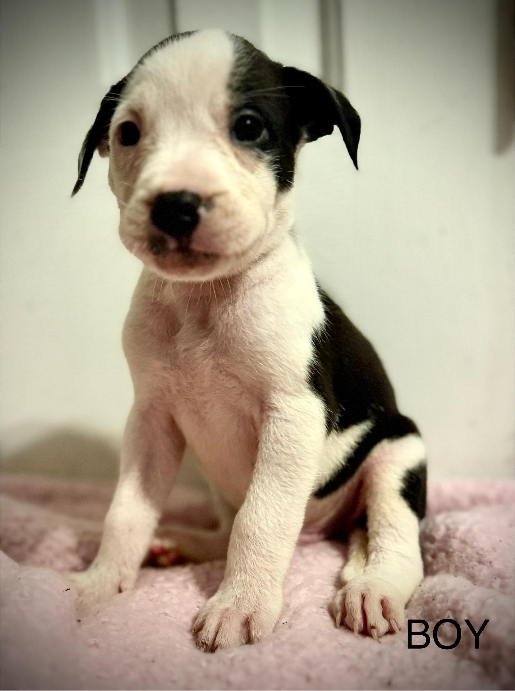 Enlarge Chip (Sweets litter) , an adopted mixed breed in Mount Juliet, TN image 1/1