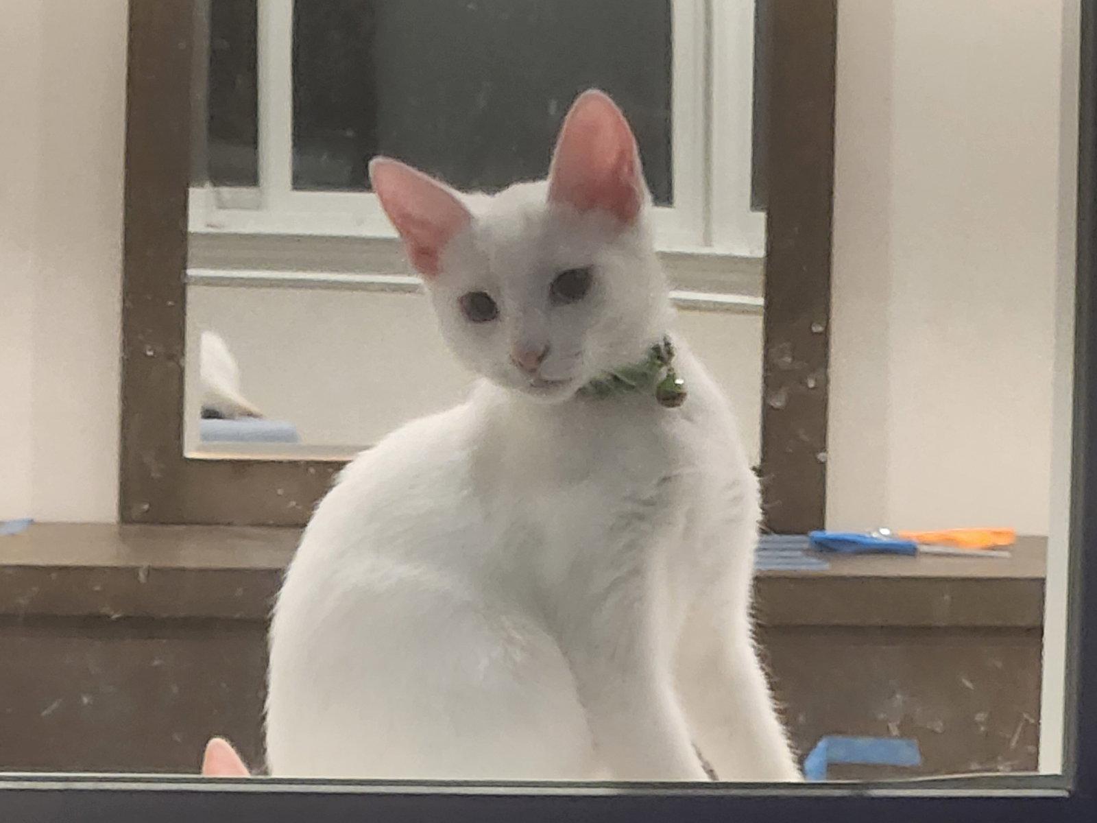 Chiffon, Adoptable, Young Female Domestic Short Hair & Siamese.