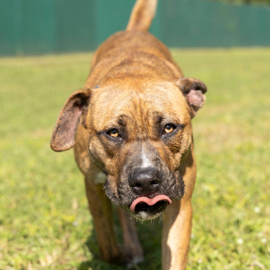 Rascal, Adoptable, Adult Male Mixed Breed.
