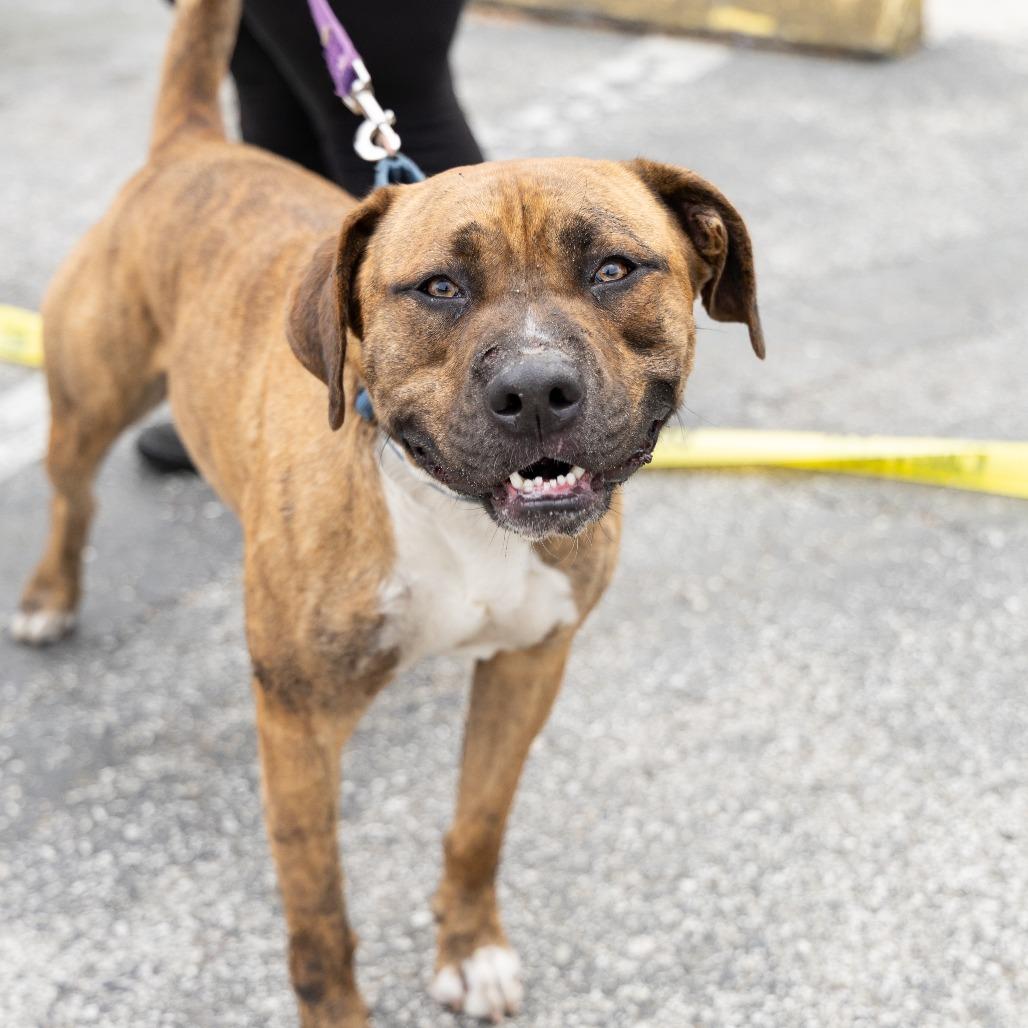 Enlarge Rascal, a Adoptable Mixed Breed in Gainesville, FL image 1/6