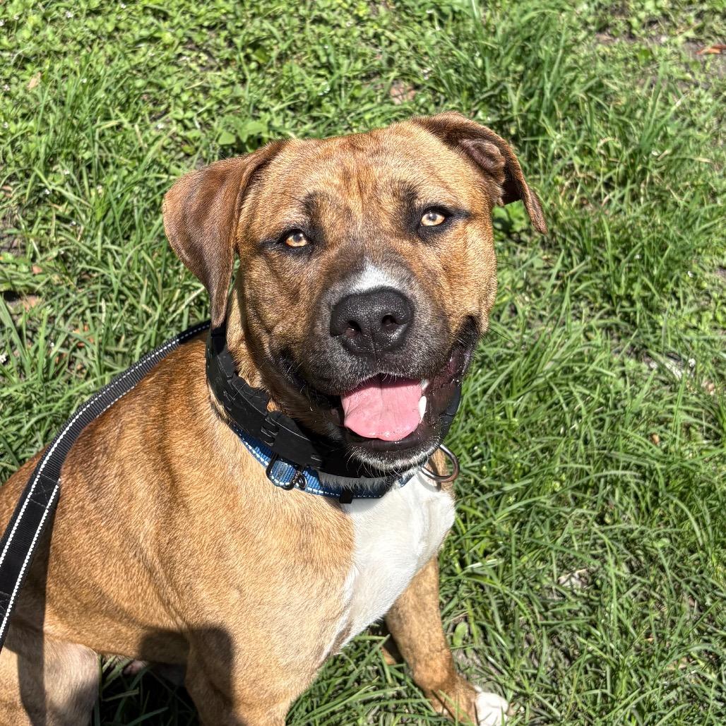 Enlarge Rascal, a Adoptable Mixed Breed in Gainesville, FL image 3/6
