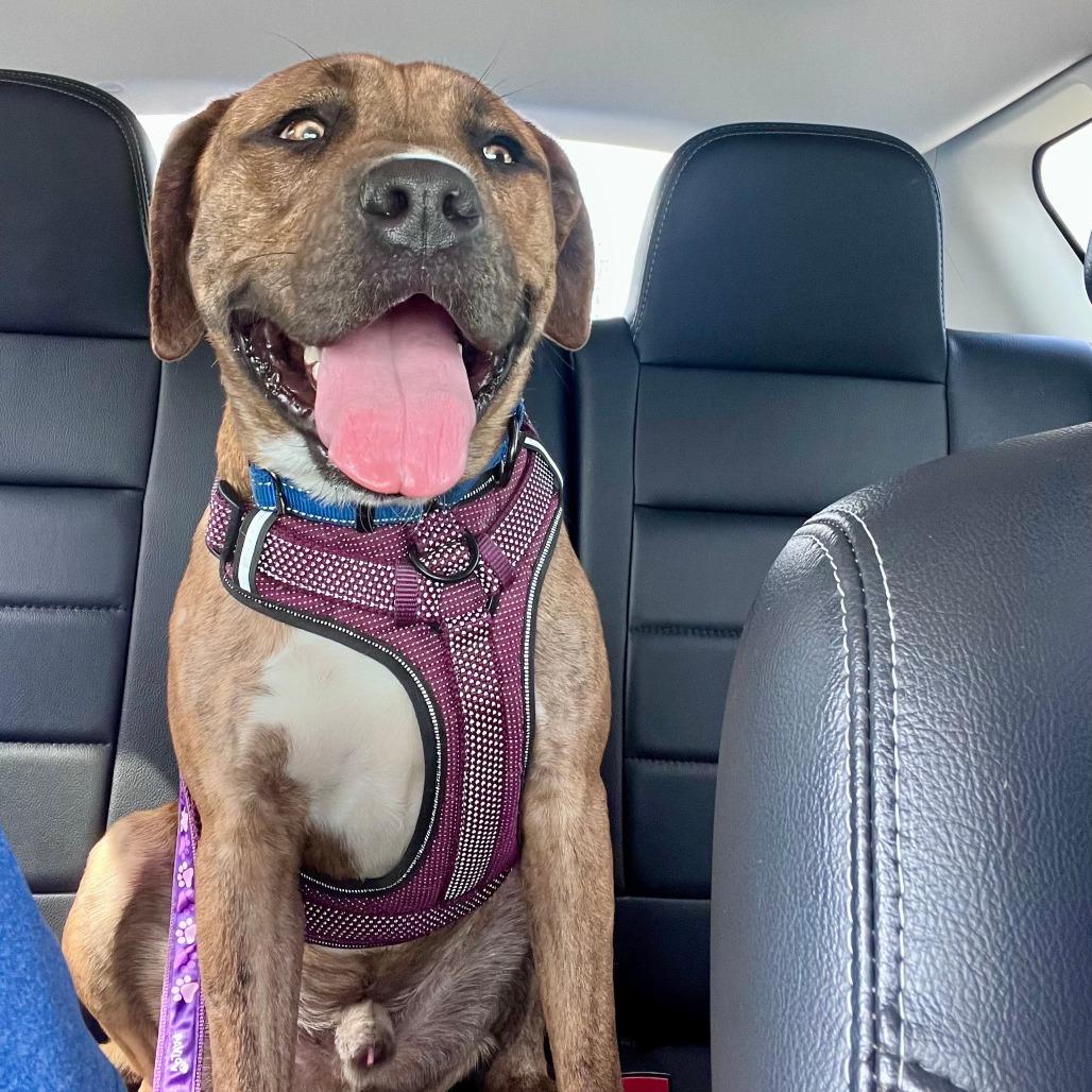 Enlarge Rascal, a Adoptable Mixed Breed in Gainesville, FL image 4/6