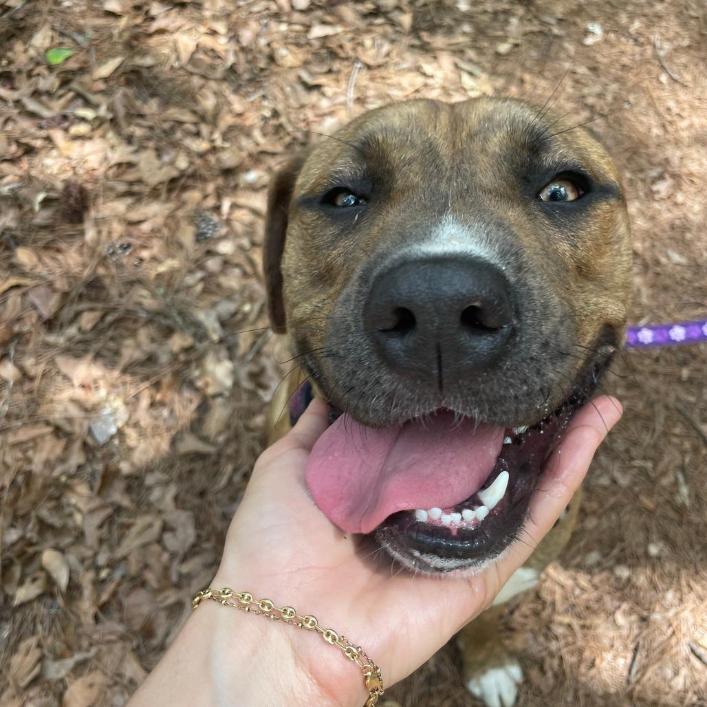 Enlarge Rascal, a Adoptable Mixed Breed in Gainesville, FL image 6/6