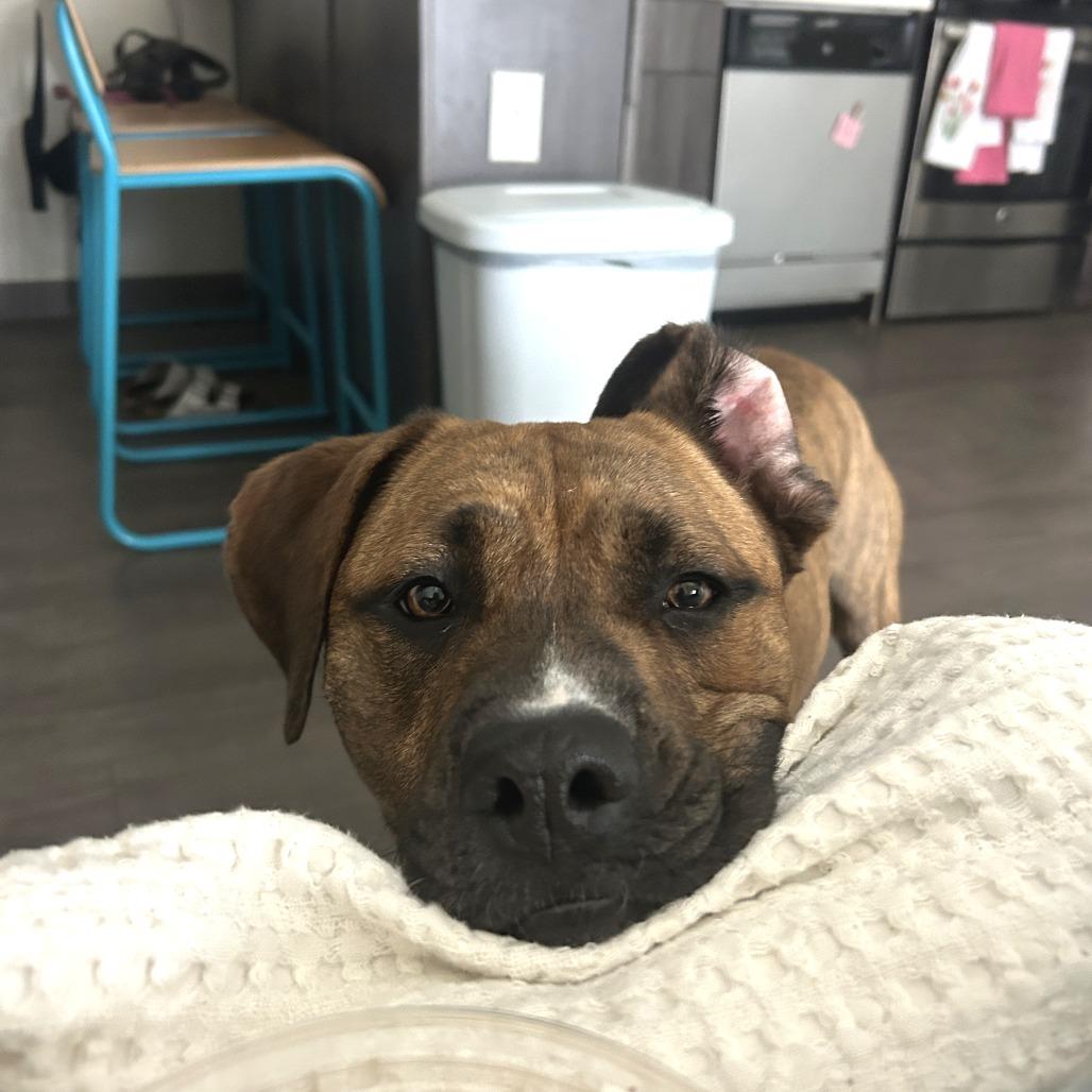 Rascal, a Adoptable Mixed Breed in Gainesville, FL image 6/6