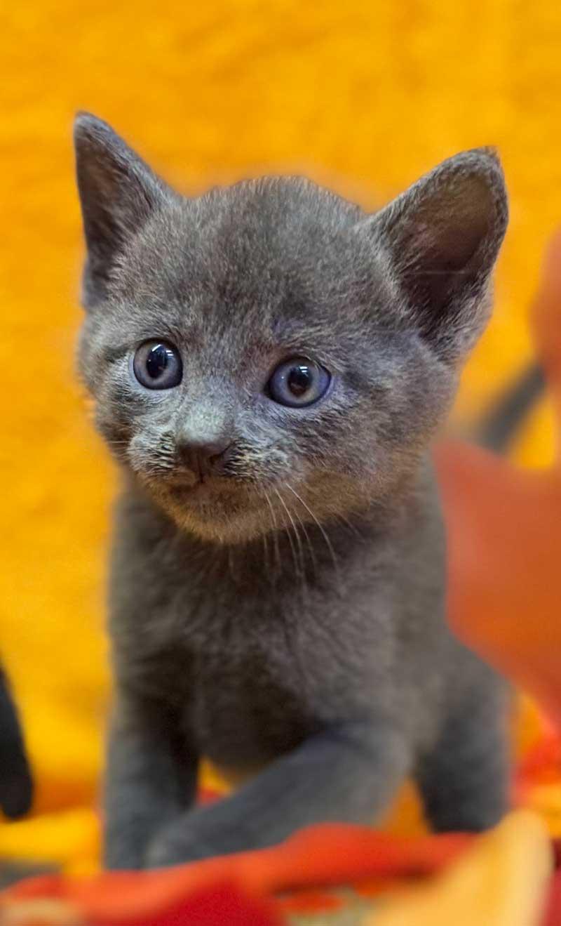 Greyman