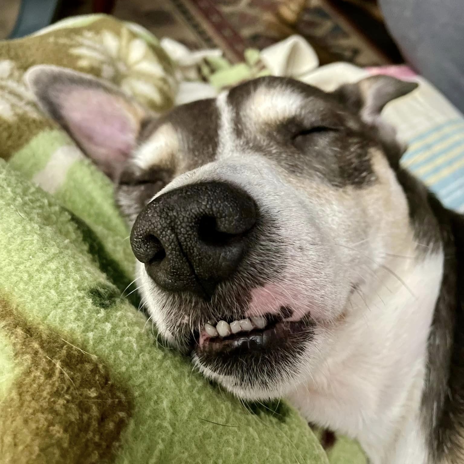 Bowen, a Adoptable mixed breed in Helena, AL image 6/8