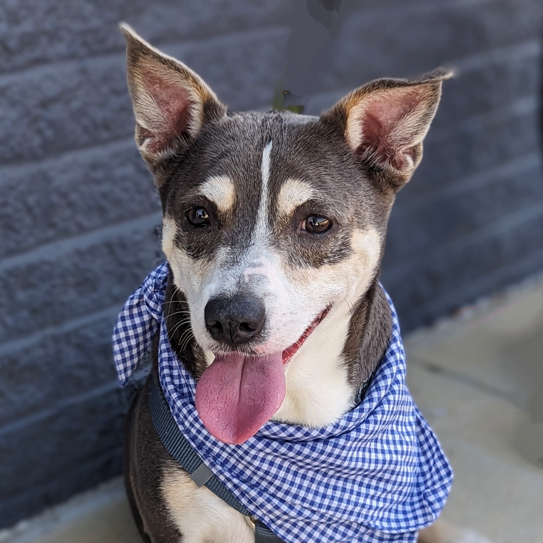 Bowen, a Adoptable mixed breed in Helena, AL image 1/8