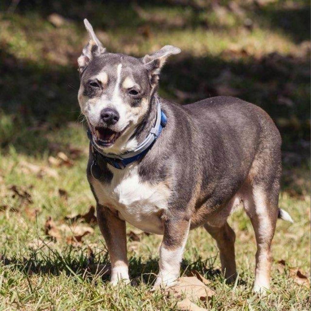 Bowen, a Adoptable mixed breed in Helena, AL image 5/8