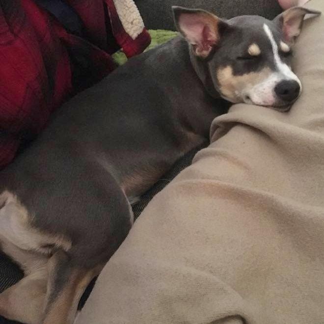 Enlarge Bowen, a Adoptable mixed breed in Helena, AL image 8/8