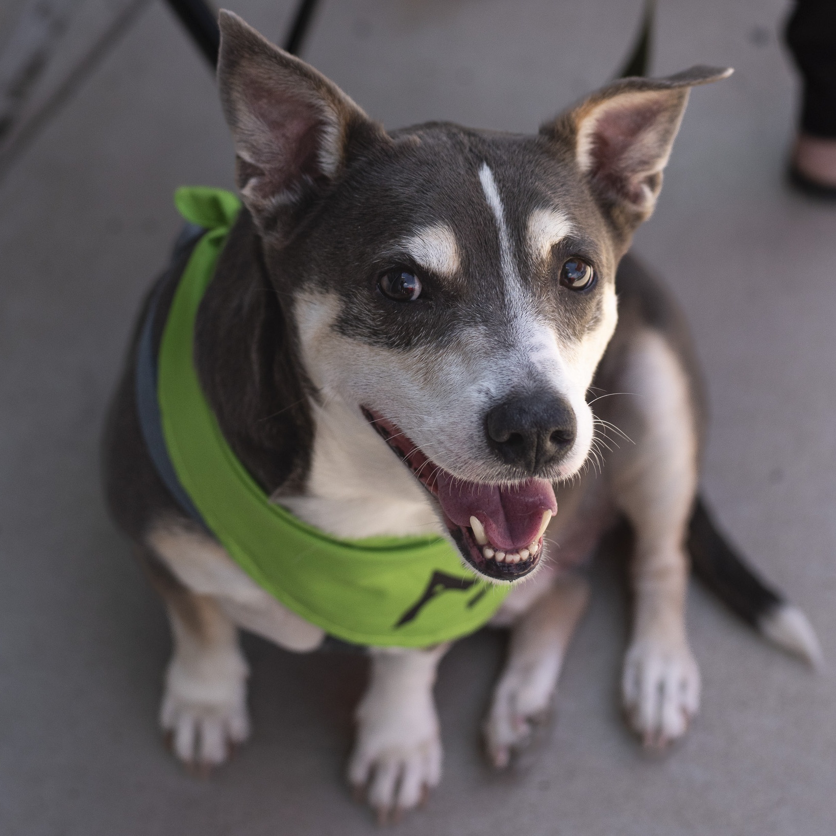 Bowen, a Adoptable mixed breed in Helena, AL image 4/8