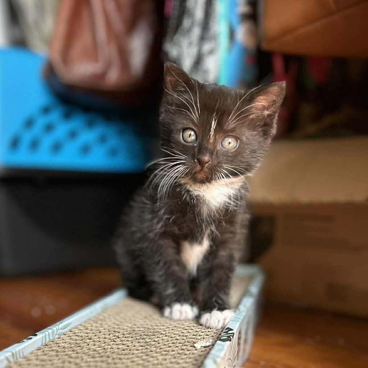 Enlarge Junior (must adopt with Lollipop), a Adoptable Tuxedo in New Bedford, MA image 1/6