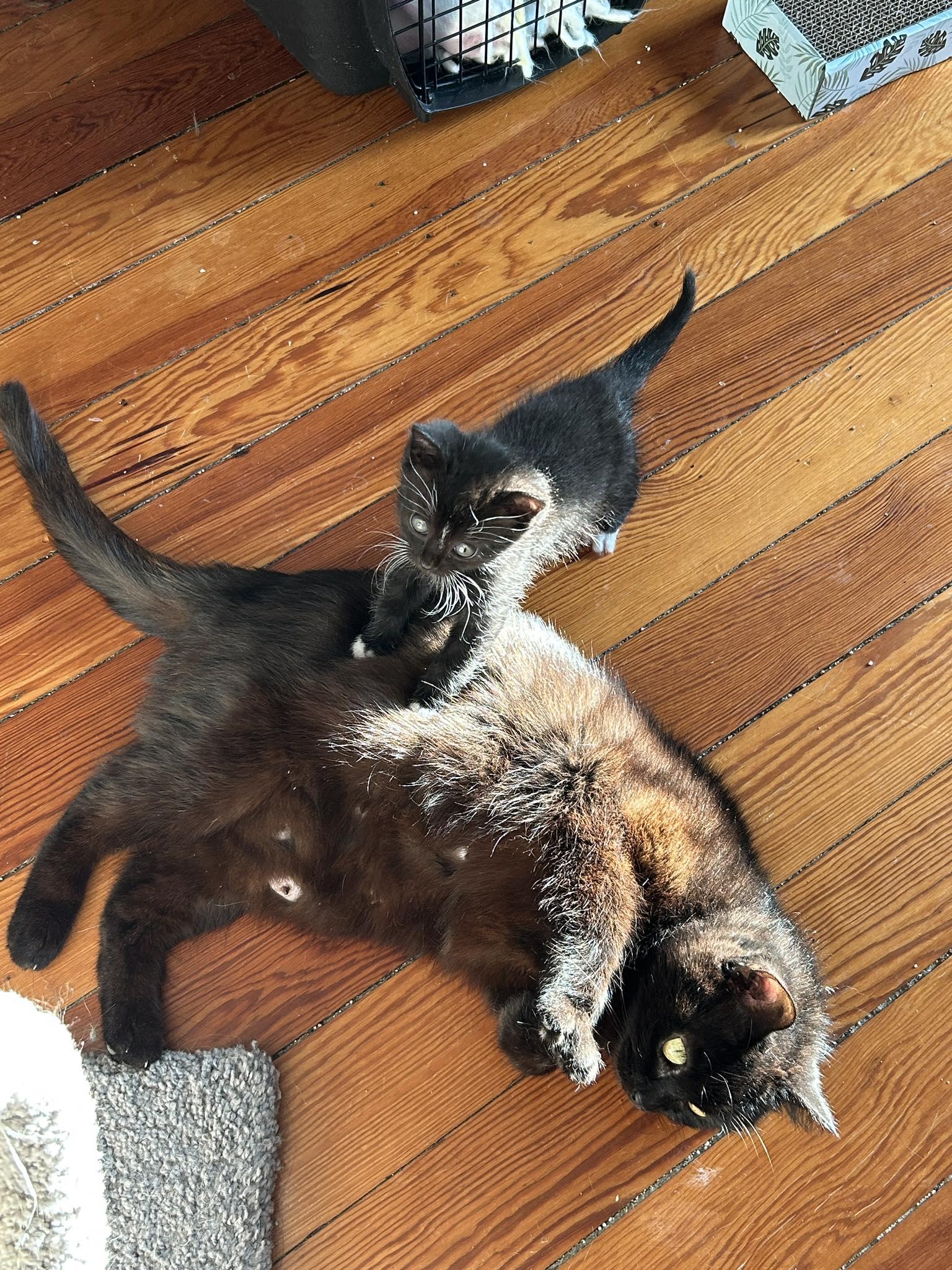 Enlarge Junior (must adopt with Lollipop), a Adoptable Tuxedo in New Bedford, MA image 2/6